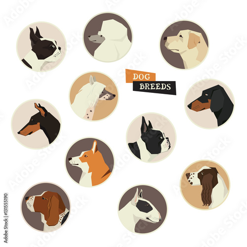 Dog collection. Vector set of 11 dog breeds. Geometric style icon round