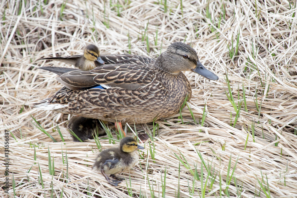 Mallards and  ducklings
