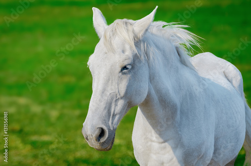 White Horse © Pawe