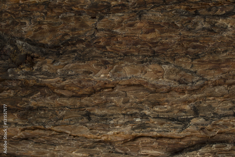bark of tree. background. bark of tree. background.