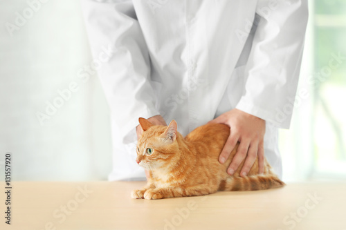 Fototapeta Naklejka Na Ścianę i Meble -  Veterinarian doctor with cat at a vet clinic