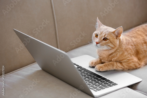 Fototapeta Naklejka Na Ścianę i Meble -  Cute cat with laptop on coach