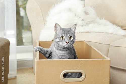 Fototapeta Naklejka Na Ścianę i Meble -  Cute cat in cardboard box