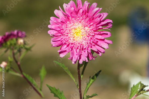 Gerbera Flowers