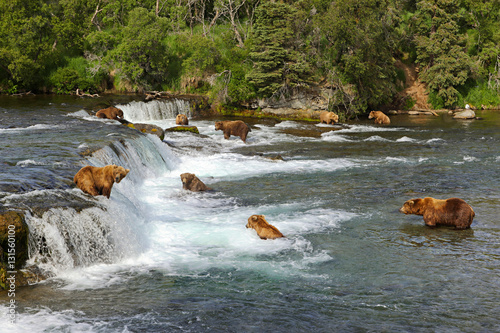 Bears in Alaska photo