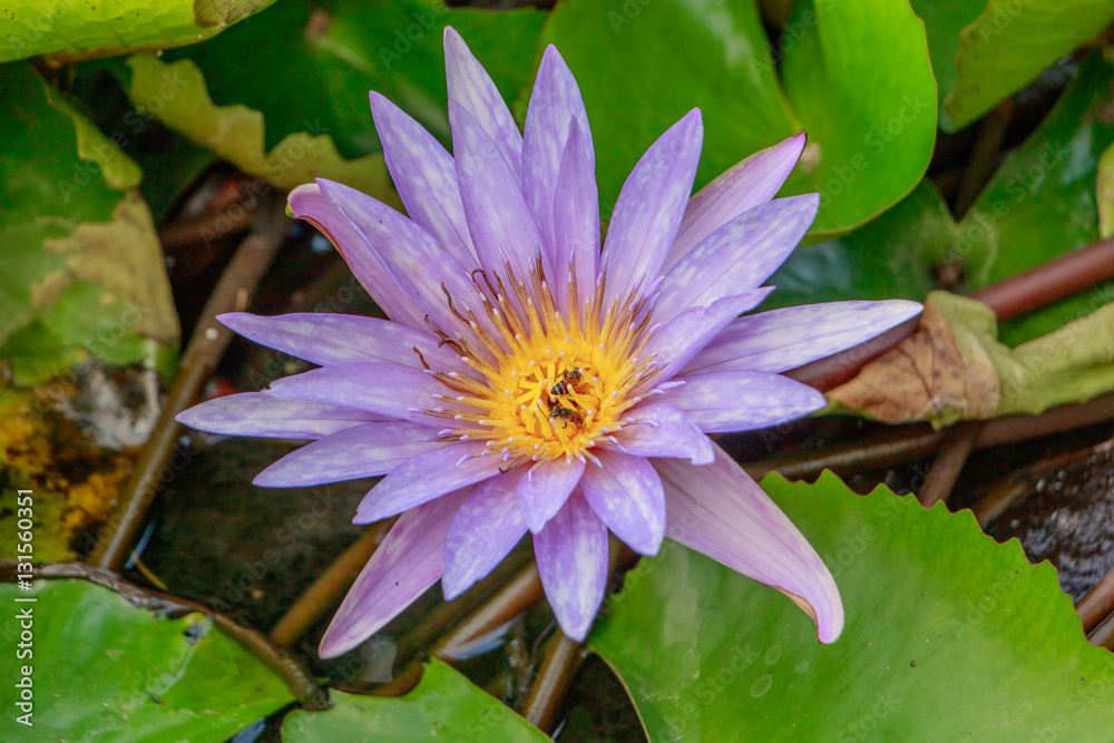 Bees in Lotus flower