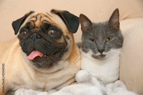 Adorable pug and cute cat lying together on sofa © Africa Studio