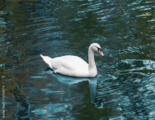 Beautiful white swan swimming in zoological garden pond