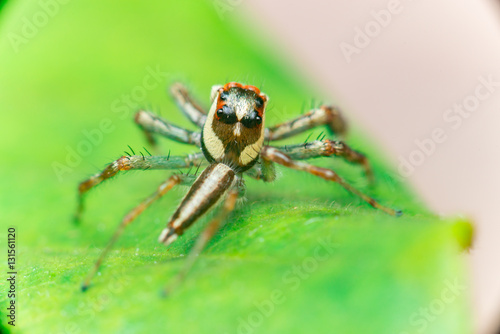 Male Two-striped Jumping Spider (Telamonia dimidiata, Salticidae) resting and crawling on a green leaf, showing its back and left side 