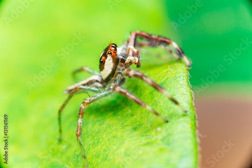 Male Two-striped Jumping Spider (Telamonia dimidiata, Salticidae) resting and crawling on a green leaf, showing its back and right side 