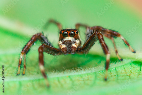 Male Two-striped Jumping Spider (Telamonia dimidiata, Salticidae) resting and crawling on a green leaf