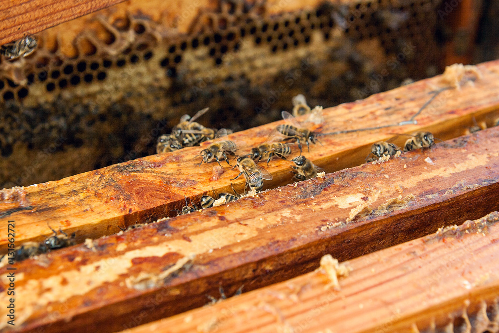 Close up view of the bees swarming on a honeycomb. Close up view of the bees swarming on a honeycomb.