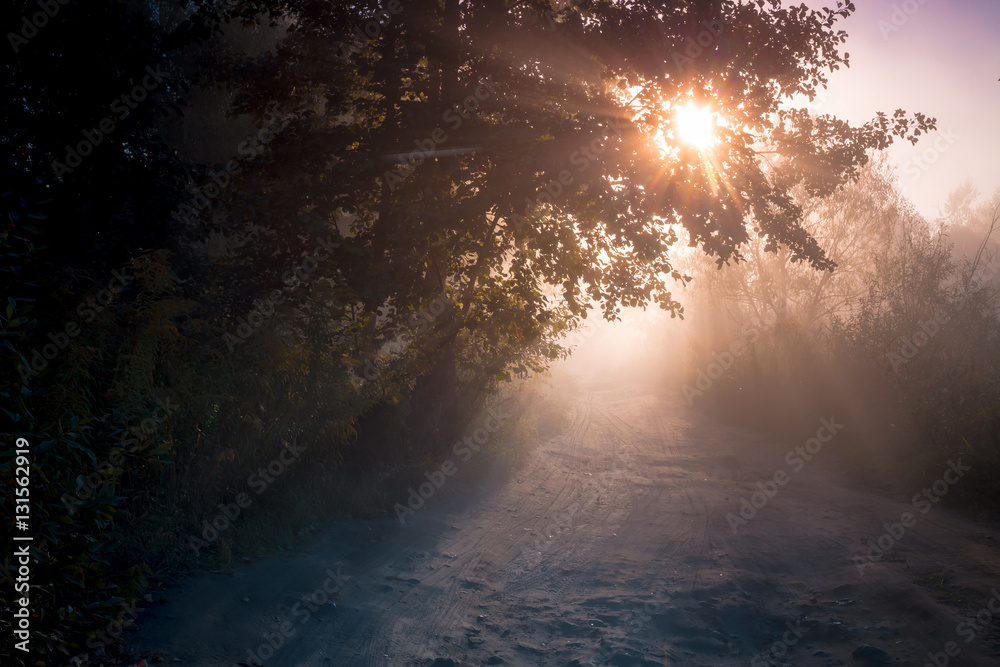 Sun Rays through the trees branchest. September morning beauty. Sun Rays through the trees branchest. September morning beauty.