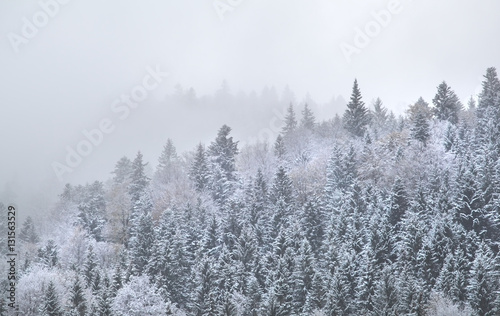 mountain forest in dense winter fog