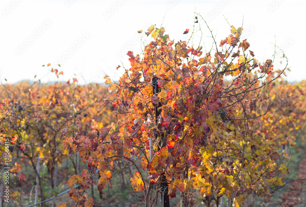 Obraz premium Vignes