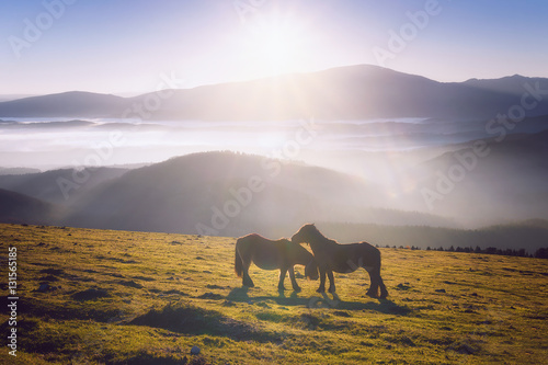 two horses in the mountain caressing