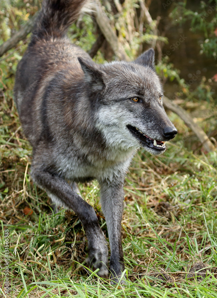 Fototapeta premium Grey wolfe walking on grass