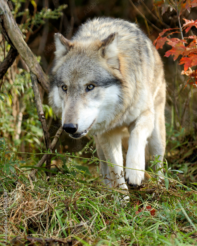 Wolf walking out from between bushes Wolf walking out from between bushes