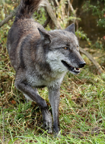 Grey wolfe walking on grass