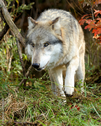 Wolf walking out from between bushes