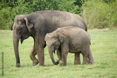 Sri lanka