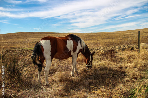 Wild horse feeds on a field © nvphoto