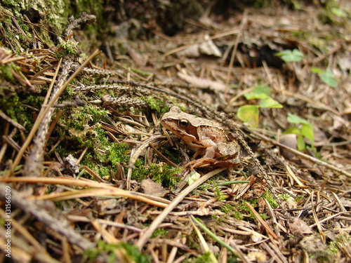Cute green frog in the pine forest