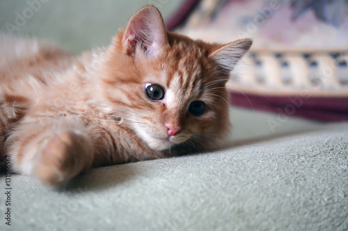 Домашний рыжий котенок лежит на диване
 photo