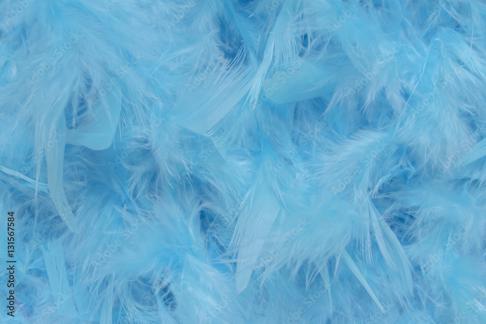 blue feathers blue feathers