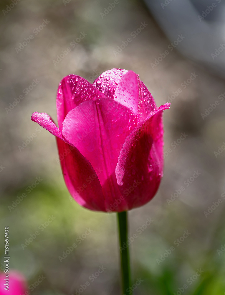 garden tulips flowers