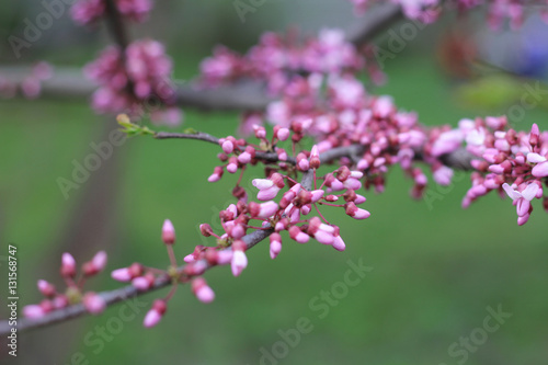  Branch of a Blossoming Tree. Spring