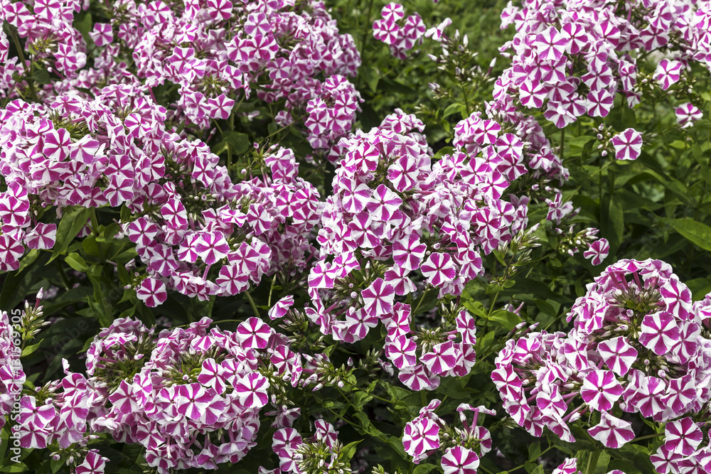 Background of colourful flowering Phlox