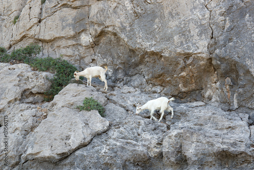 Mountain goats. Rhodes Island, Greece.