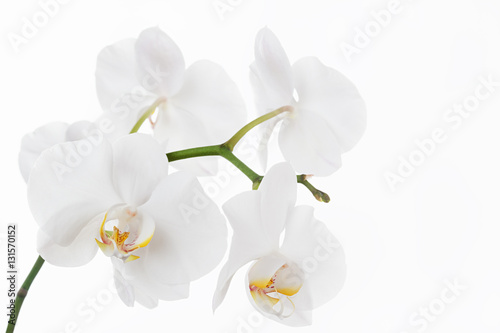 Fototapeta Naklejka Na Ścianę i Meble -  The branch of orchids on a white background