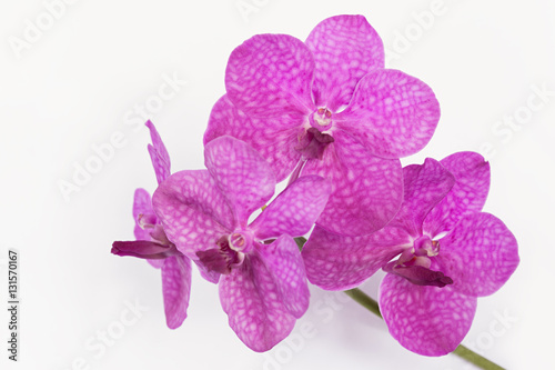 The branch of purple orchid