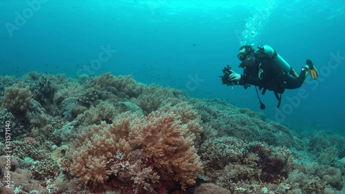 Wallpaper Mural Colorful coral reef with a diver and plenty fish. Videographer 4k footage Torontodigital.ca