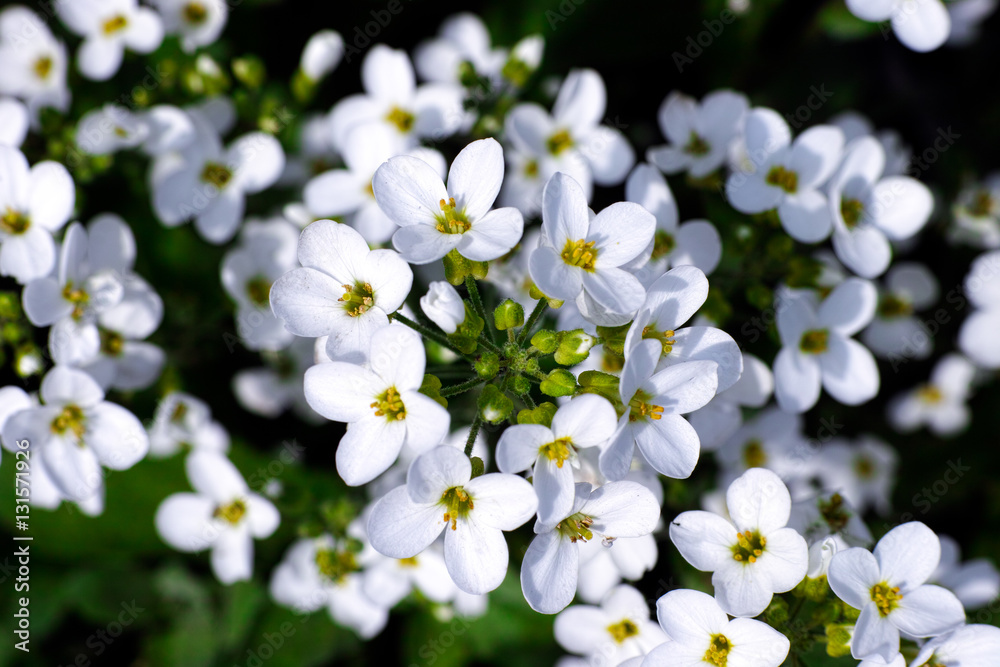 White Forget-Me-Not flowers White Forget-Me-Not flowers