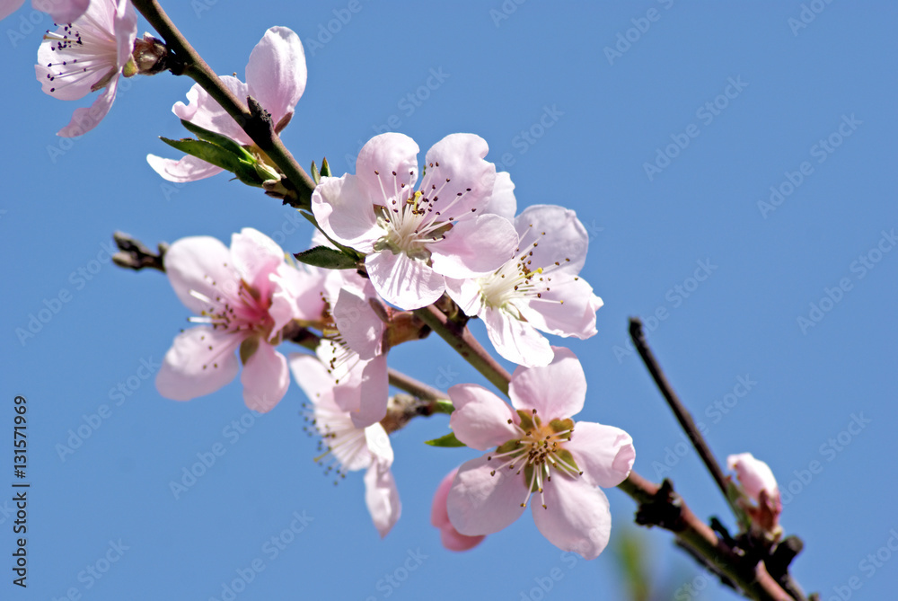 Blossoming peach. Flowering white tree. Bee pollinates flower Blossoming peach. Flowering white tree. Bee pollinates flower