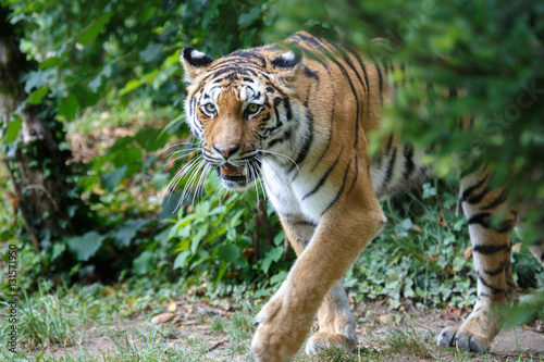 Amur tiger walking in the forest