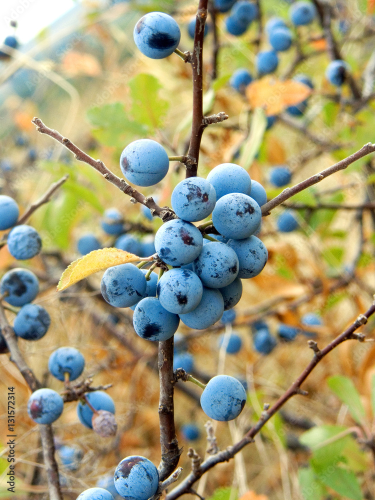 Fruits of the blackthorn (Prunus spinosa) Fruits of the blackthorn (Prunus spinosa)