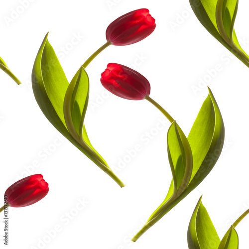 seamless patern beautiful elegant red tulips
