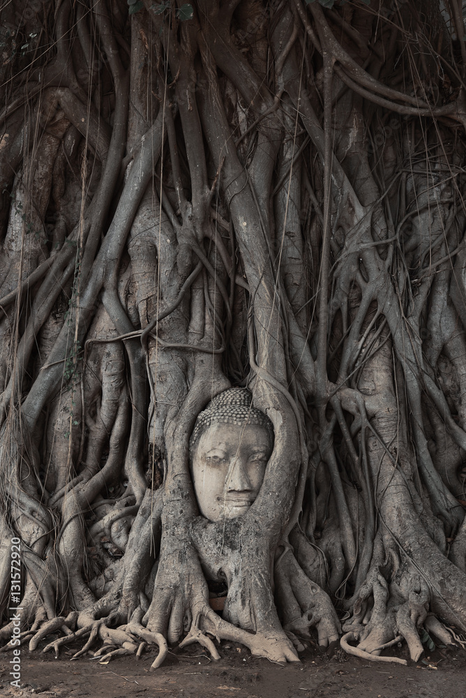 Head of Buddha statue in the tree Head of Buddha statue in the tree