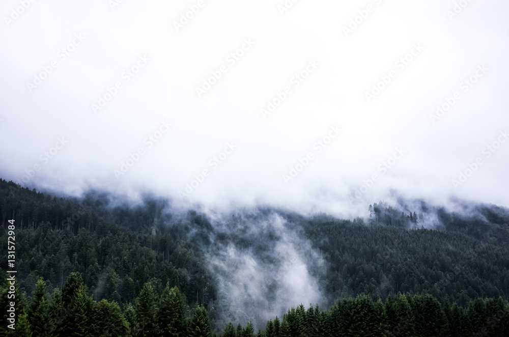 Austria - Feldkirch - fog in the spurce woods Austria - Feldkirch - fog in the spurce woods