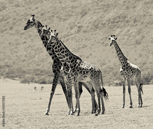 Maasai giraffes in Crater Ngorongoro - Tanzania  stylized retro 