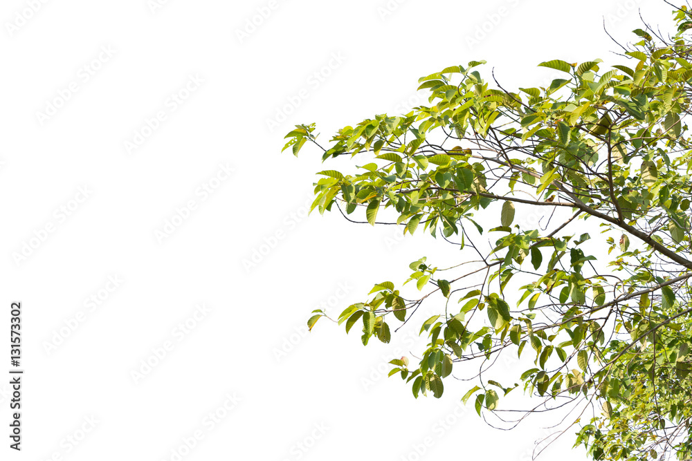 Ivy green with leaf on concrete white background Ivy green with leaf on concrete white background