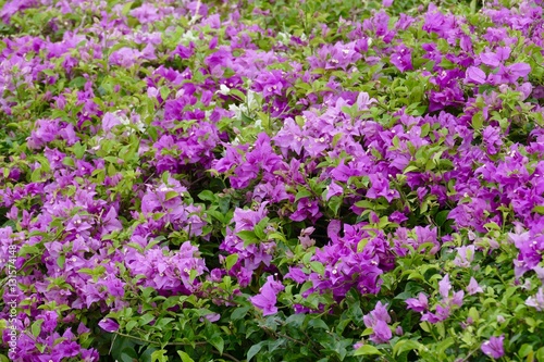 Purple Flowers