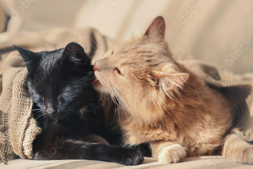 Fototapeta Naklejka Na Ścianę i Meble -  Cute cats lying on beige sofa at home, close up view