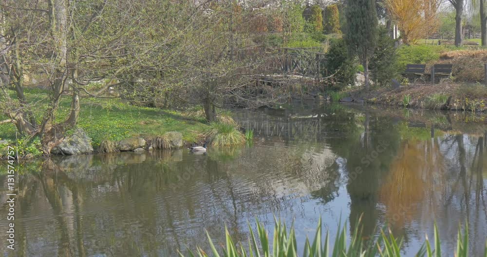 Wild Duck Has Arrived Into a Park of a City Wild Duck Has Arrived Into a Park of a City