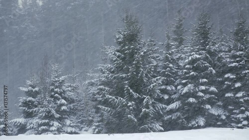 static shot of a forest in winter while snowing