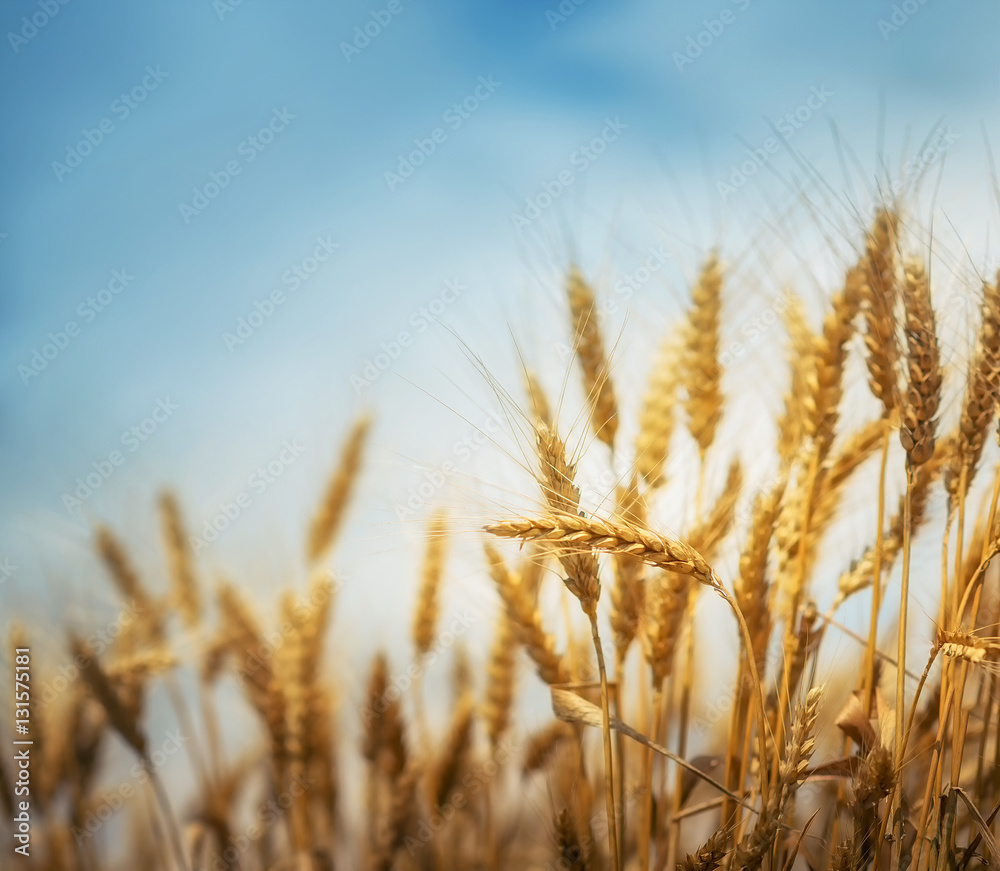 Wheat field, shallow depth of field Wheat field, shallow depth of field